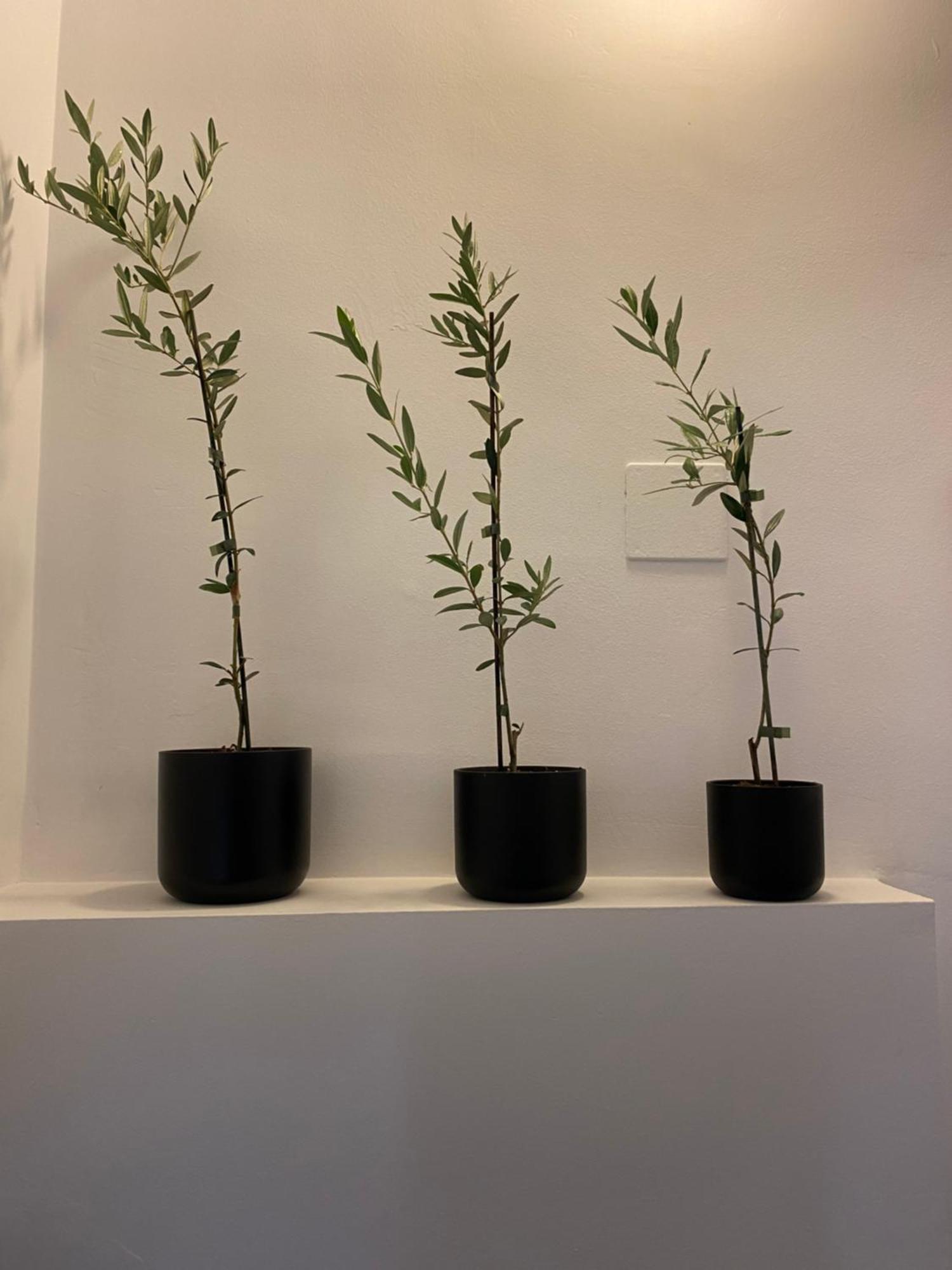 阿尔考德特El Olivo别墅 外观 照片